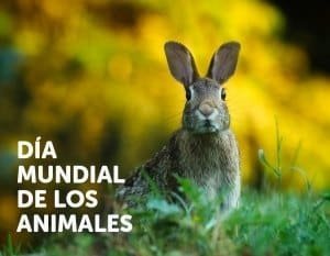 DÍA-MUNDIAL-DE-LOS-ANIMALES