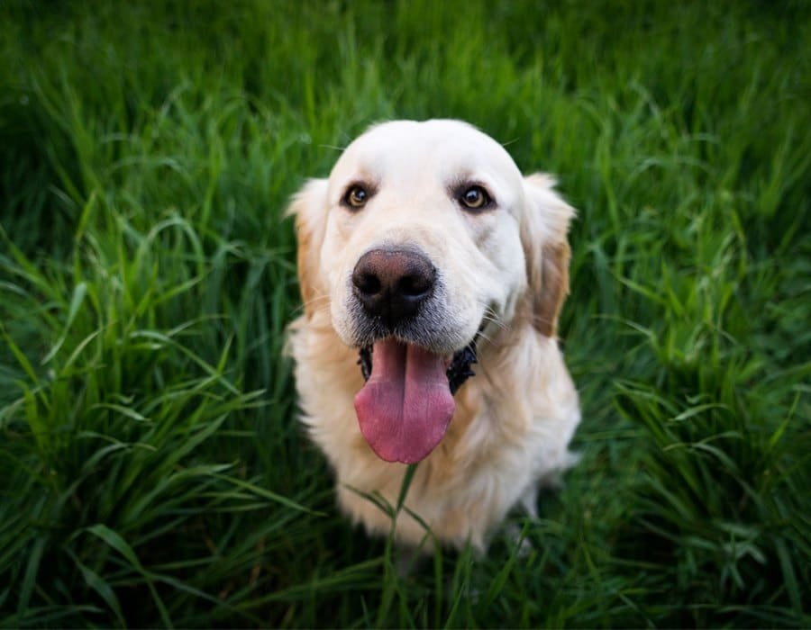 Tranquiliza a tu perro antes de viajar