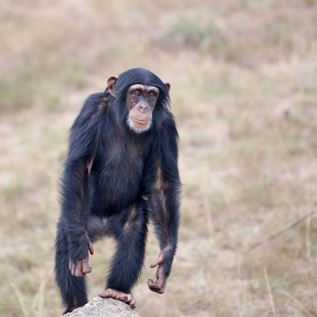 3000010 - TRANSPORTIN PARA CHIMPANCES 50x50x65 - Imagen 2